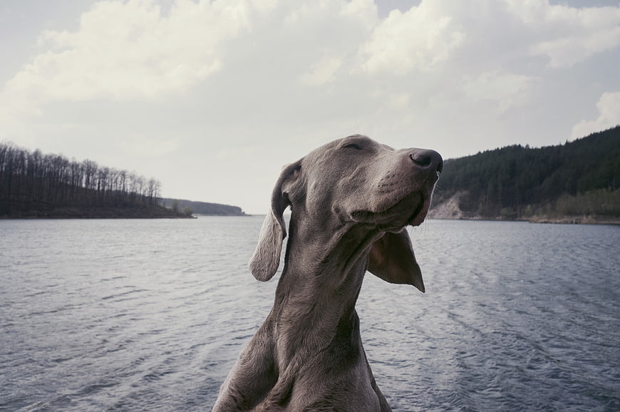 Weimaraner Dog Portrait on Lake with Forest Background