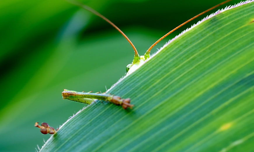 Close-up of Green Grasshopper on Leaf