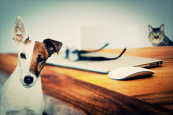 Jack Russell Terrier and Cat at Home Office Desk