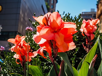 Vibrant Orange Canna Lilies in Urban Garden