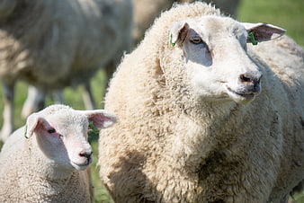 Mother sheep and lamb in a sunny green pasture