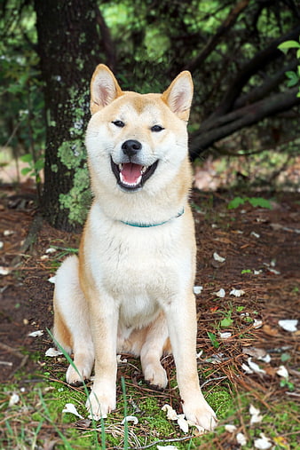Happy Shiba Inu Sitting in Forest