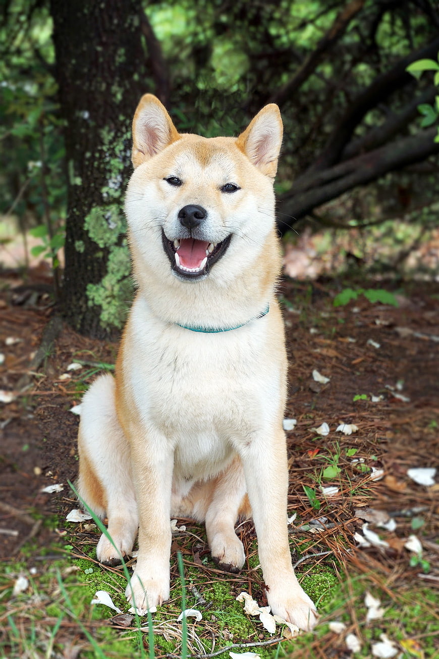 Happy Shiba Inu Sitting in Forest