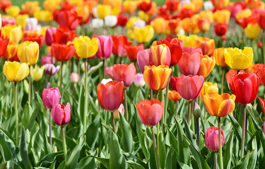 Vibrant Multicolored Tulip Field in Full Spring Bloom