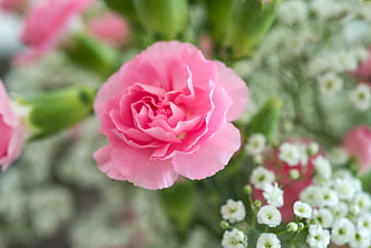 Close-up of a pink carnation with white baby's breath