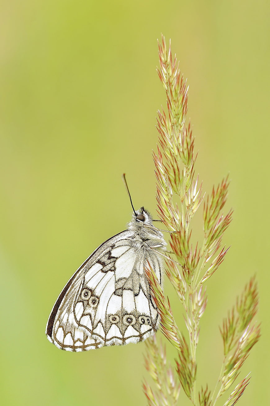 Marbled White Butterfly on Tall Grass with Green Background