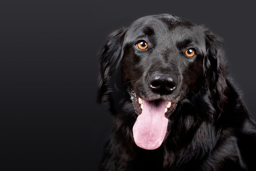 Portrait of a Black Labrador Retriever Panting
