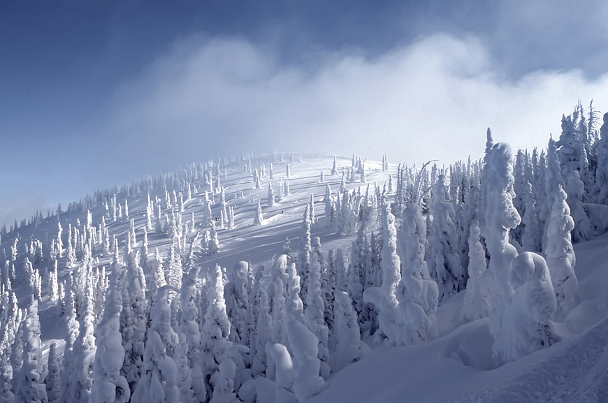 Snow-covered pine trees on a mountain slope with blue sky