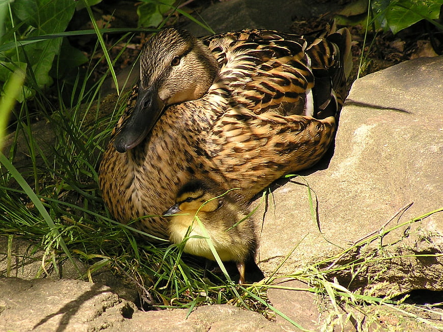 Mother duck and duckling resting on rocks in grass
