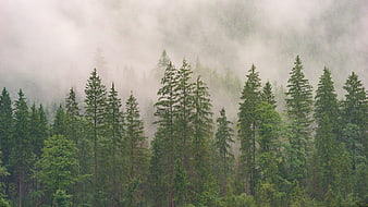 Misty Coniferous Forest Landscape With Tall Evergreen Trees