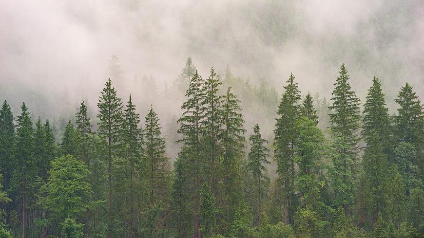 Misty Coniferous Forest Landscape With Tall Evergreen Trees