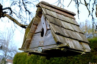 Weathered Wooden Birdhouse Hanging in Tree Branches
