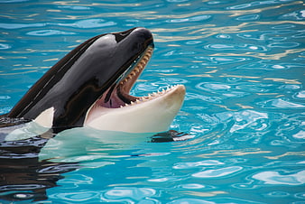 Orca whale head emerging from blue water with open mouth