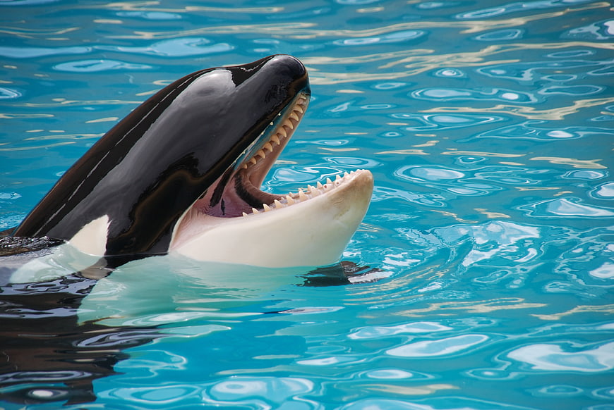 Orca whale head emerging from blue water with open mouth