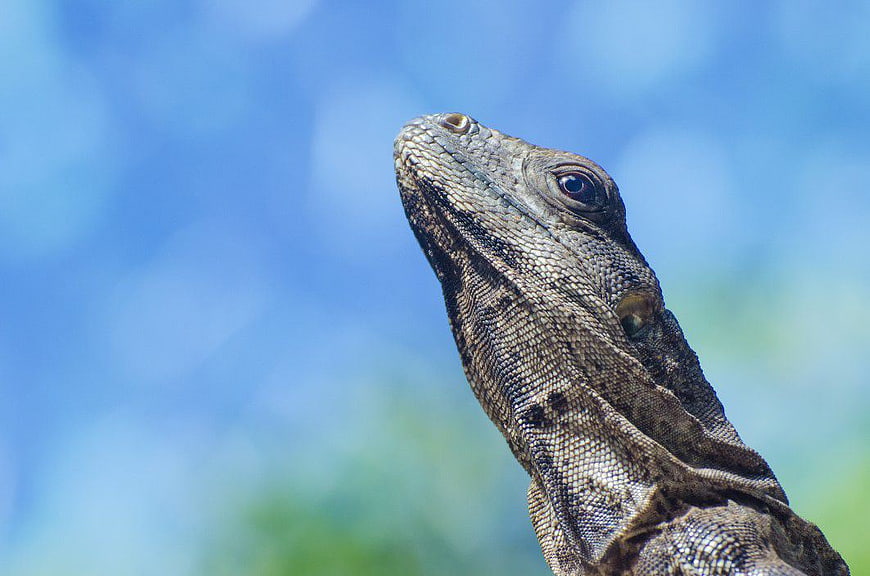 Close-up of Iguana Lizard Head Against Blue Sky