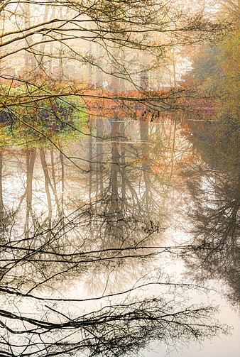 Serene Autumn Pond Reflection in Misty Forest