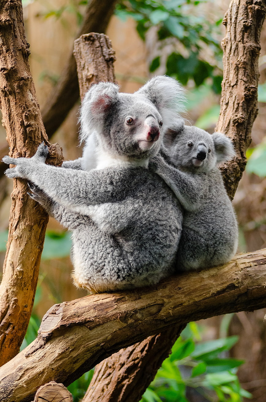 Mother Koala and Baby Cub Hugging on Tree Branch
