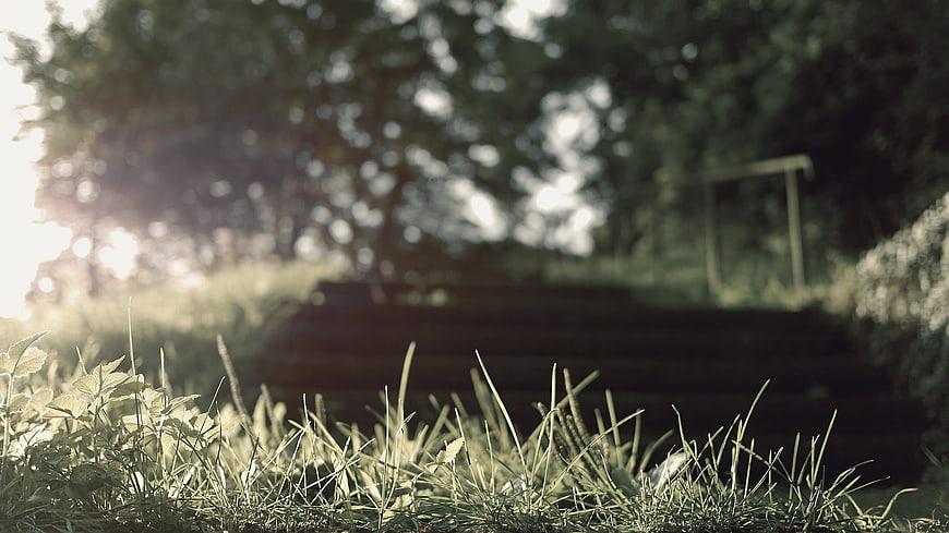 Sunlit grass foreground with blurred park steps and trees