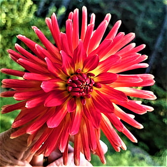 Vibrant Red Cactus Dahlia Flower Held in Hand