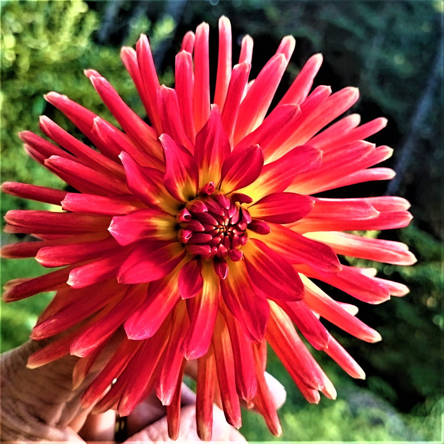 Vibrant Red Cactus Dahlia Flower Held in Hand