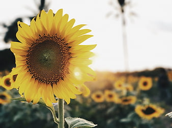 Vibrant Sunflower Close-Up In A Field With Bokeh Background