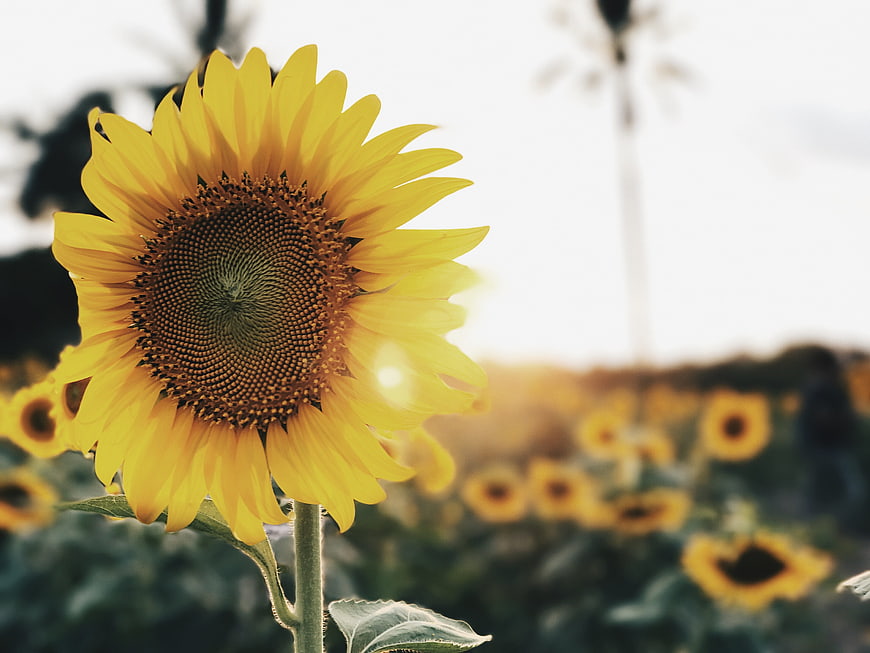 Vibrant Sunflower Close-Up In A Field With Bokeh Background