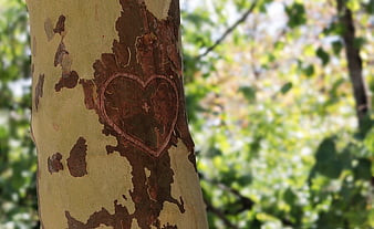 Heart Engraved In Tree Bark With Blurred Green Foliage Background