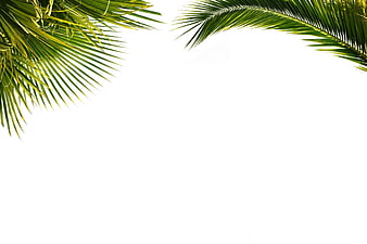 Palm Leaves Tropical Frame On White Background
