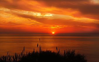 Dramatic orange sunset over calm ocean with reed silhouette