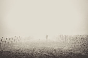 Silhouette of Person Walking Dog in Foggy Vineyard
