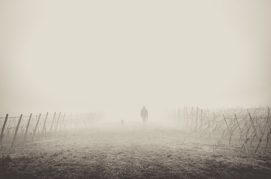 Silhouette of Person Walking Dog in Foggy Vineyard