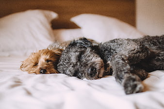 Two sleeping dogs cuddling on a white bed