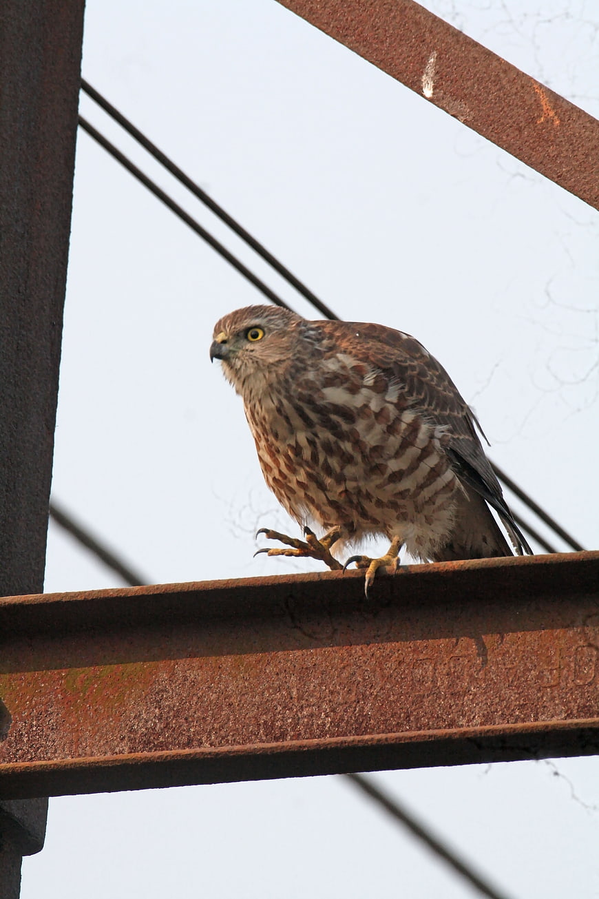 Shikra Hawk Perched on Rusty Metal Beam