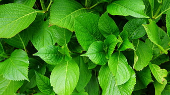 Close-up of vibrant green hydrangea leaves with detailed veins