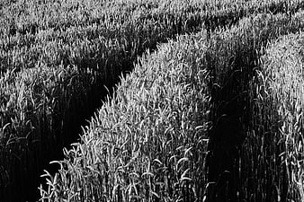 Black and white wheat field with high contrast texture