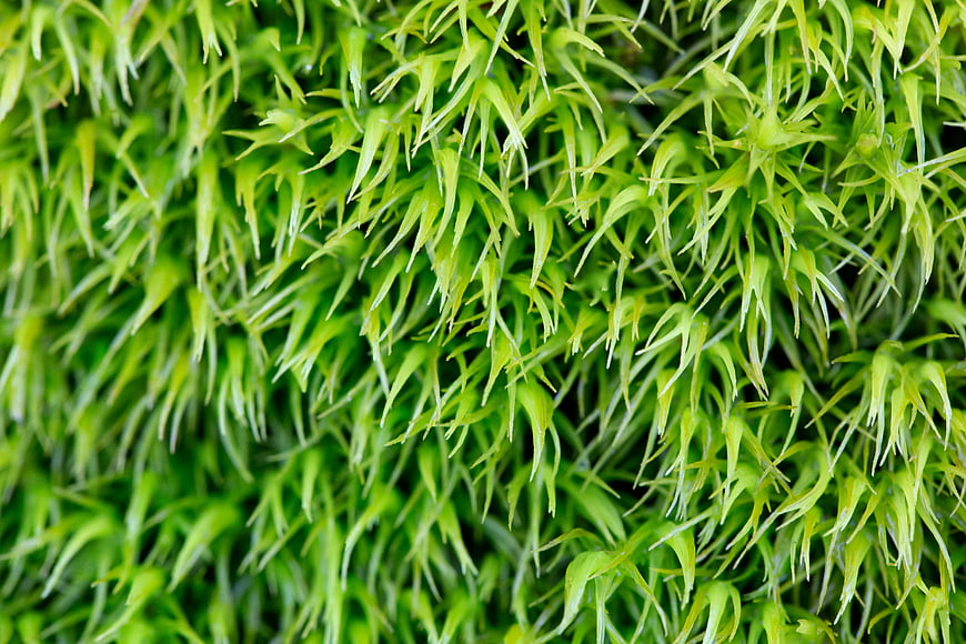 Close-up of vibrant green moss texture