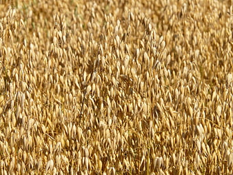 Golden Oat Field Close-Up in Summer Sunlight