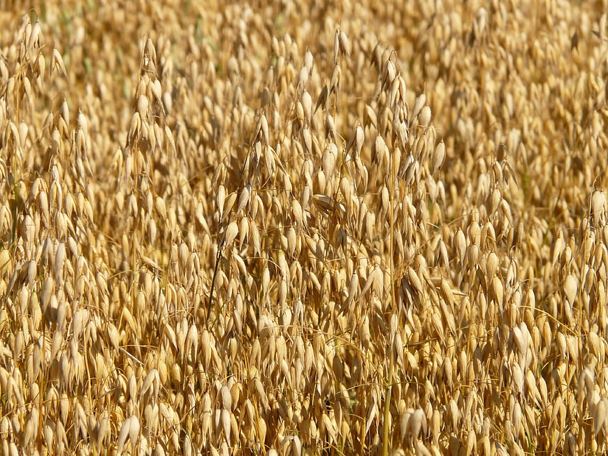 Golden Oat Field Close-Up in Summer Sunlight
