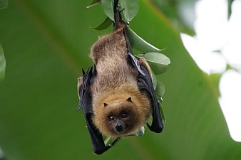 Rodrigues Fruit Bat Hanging Upside Down on Tree Branch