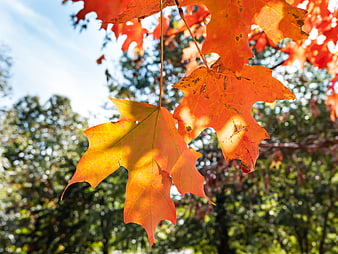 Vibrant Orange Maple Leaves Backlit by Sunlight in Autumn