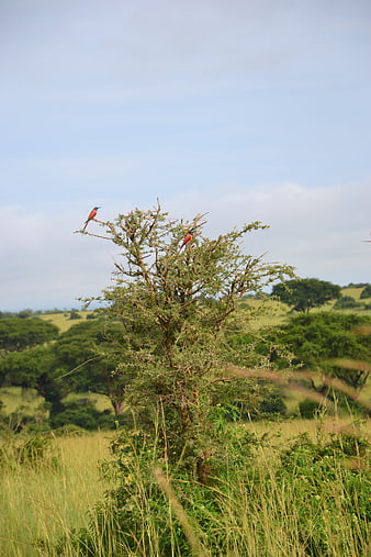 Two Lilac-breasted Rollers perched on a tree in African savanna