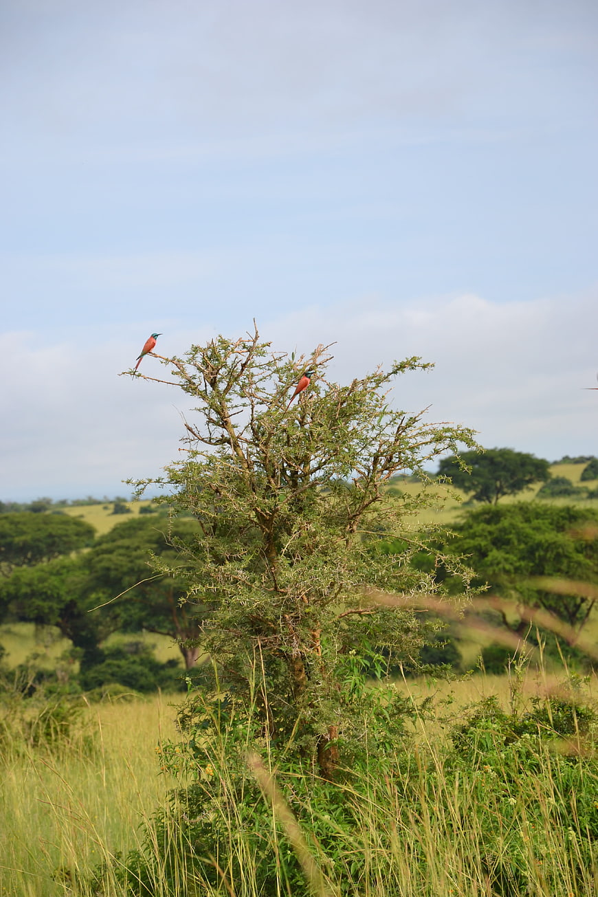 Two Lilac-breasted Rollers perched on a tree in African savanna