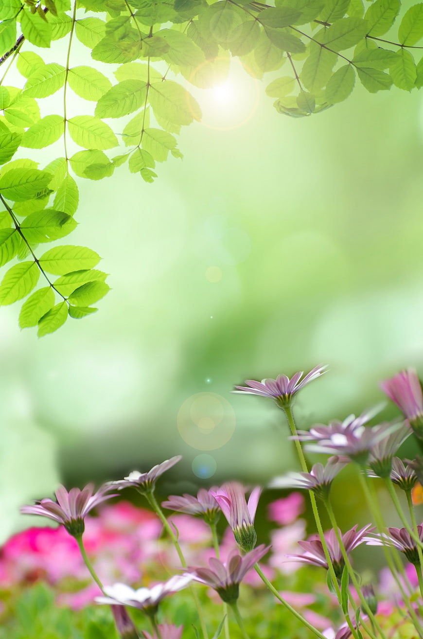 Spring Meadow With Pink Flowers And Green Leaves