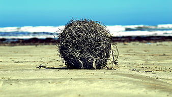 Tumbleweed on sandy beach with ocean waves background