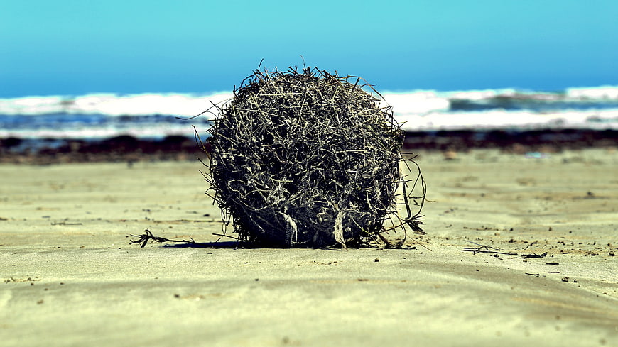 Tumbleweed on sandy beach with ocean waves background