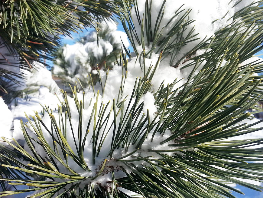 Close-up of snow-covered pine needles on a sunny winter day