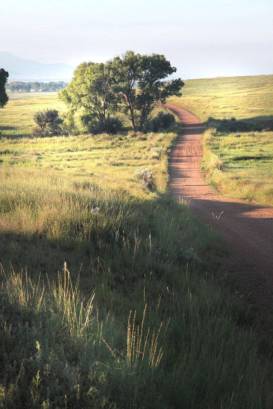 Winding dirt road through grassy field with trees