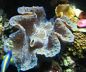 Giant Clam Mantle with Blue Spots in Coral Reef