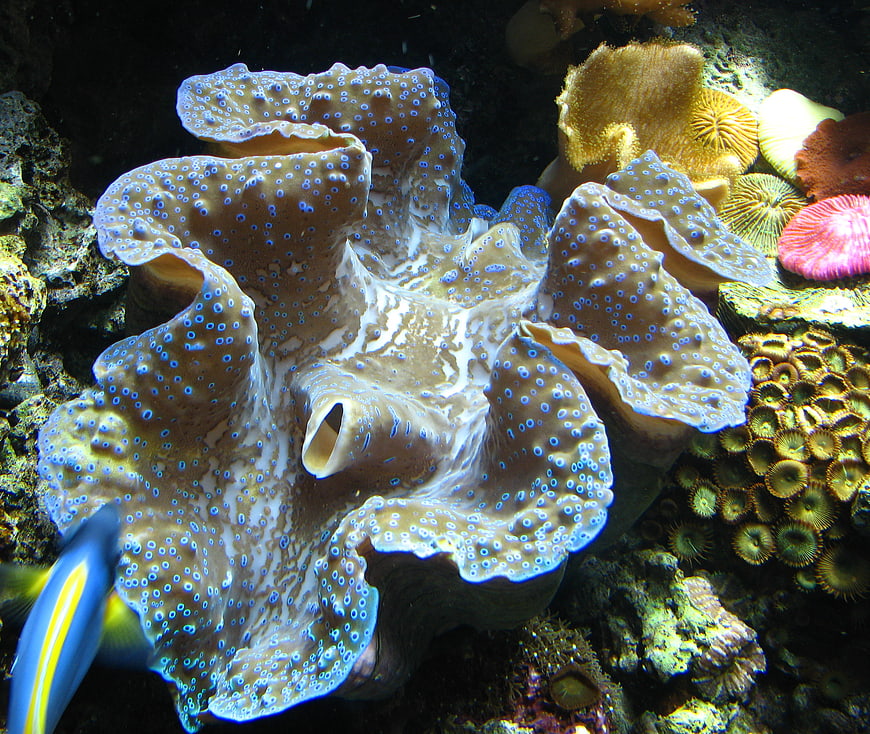 Giant Clam Mantle with Blue Spots in Coral Reef