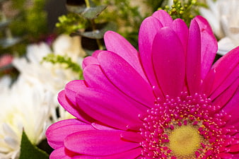 Close-up of vibrant pink gerbera daisy flower